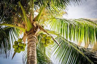 plants that grow in palmyra atoll