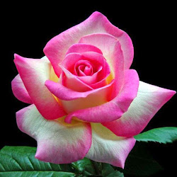 rosas hermosas reflexiones jardin