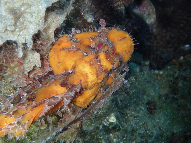 Scorpaena scofra Scorpaena scofra