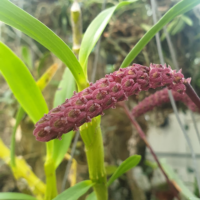 Bulbophyllum ustulatum