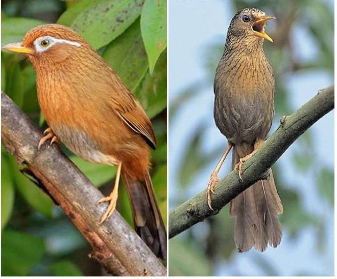 Tips Mudah Untuk Membedakan Antara Jantan Dan Betian Burung Hwa