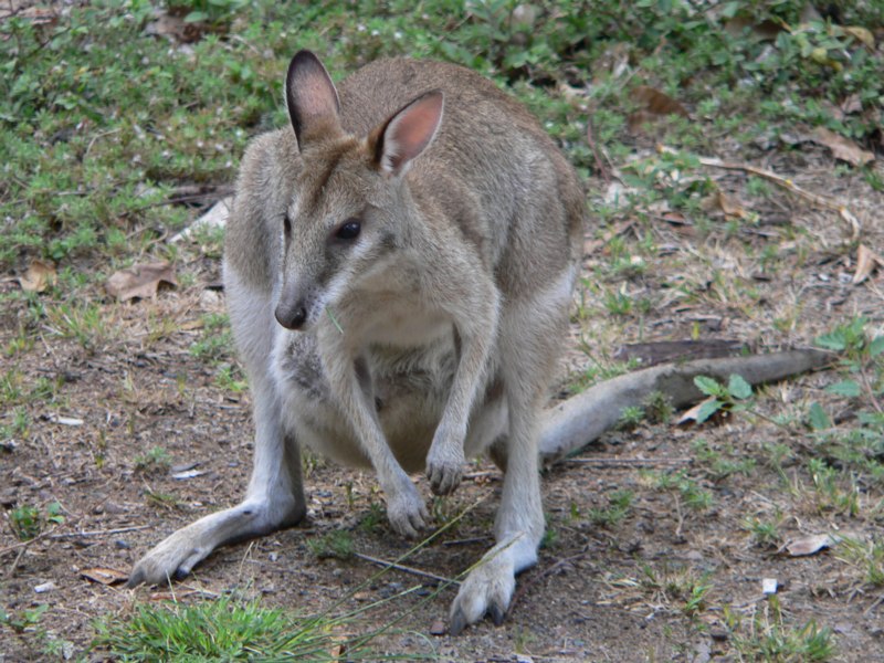 Ian Fraser, talking naturally These Wallabies Rock!