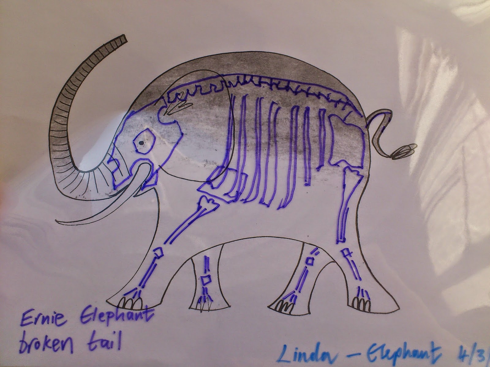 All Write How to give an elephant an Xray
