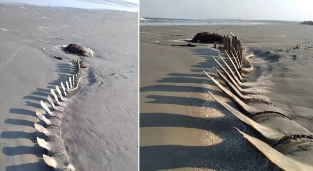 Esqueleto gigante aparece na areia de praia em Peruíbe