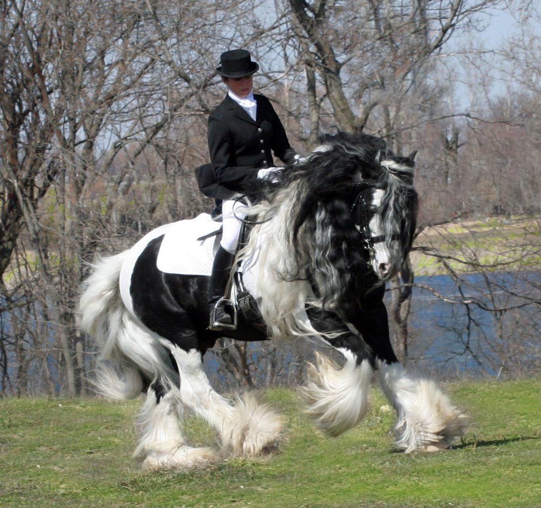 gypsy-horse-sterjournem.jpg