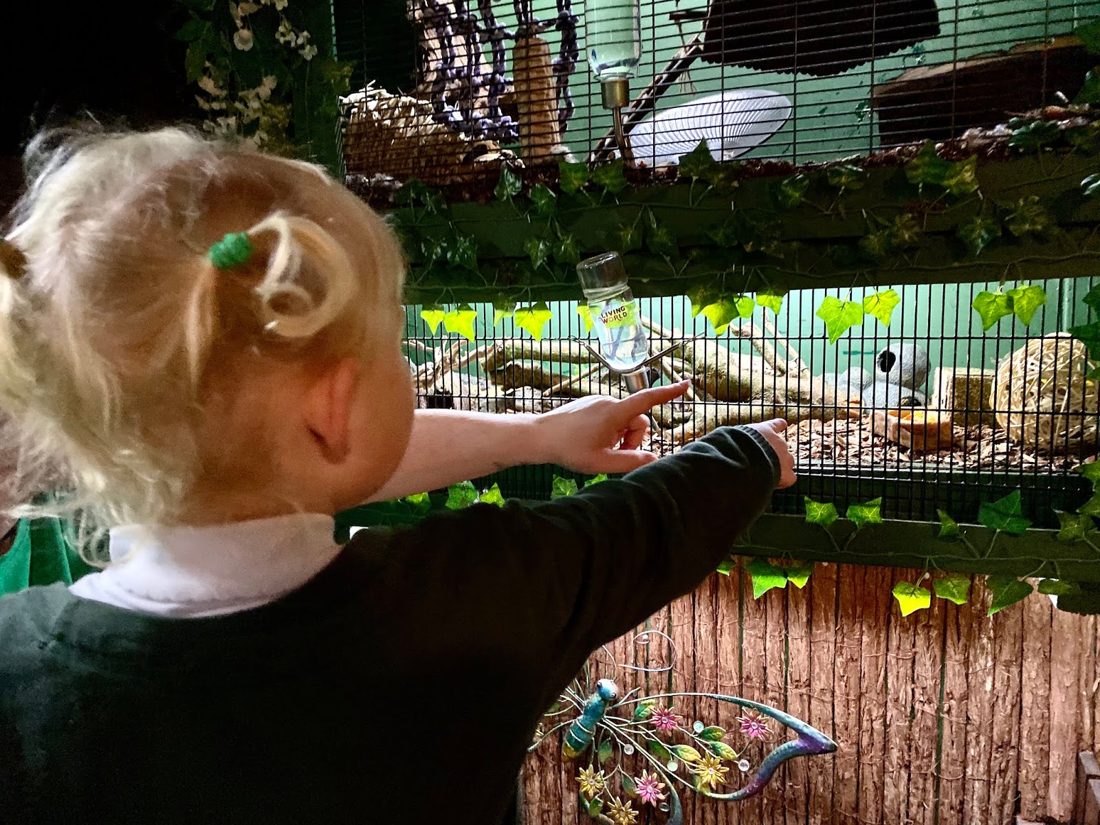 Review Get To Know Animals Mini Zoo in Chingford East London