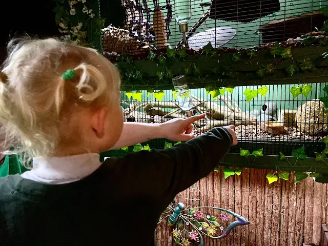 A 3 year old with bunches pointing at a cage with little mice in