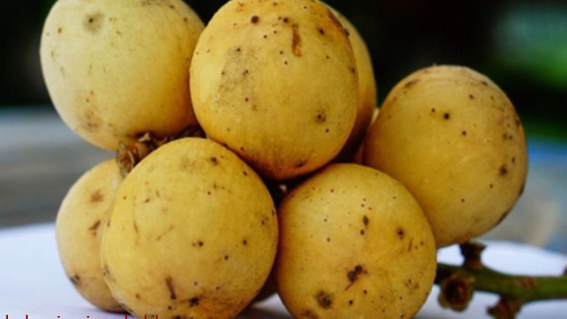 22 Arti Mimpi Tentang Buah Duku Menurut Islam Primbon Buku Mimpi 22 Arti Mimpi Tentang Buah Duku Menurut Islam Primbon Buku Mimpi