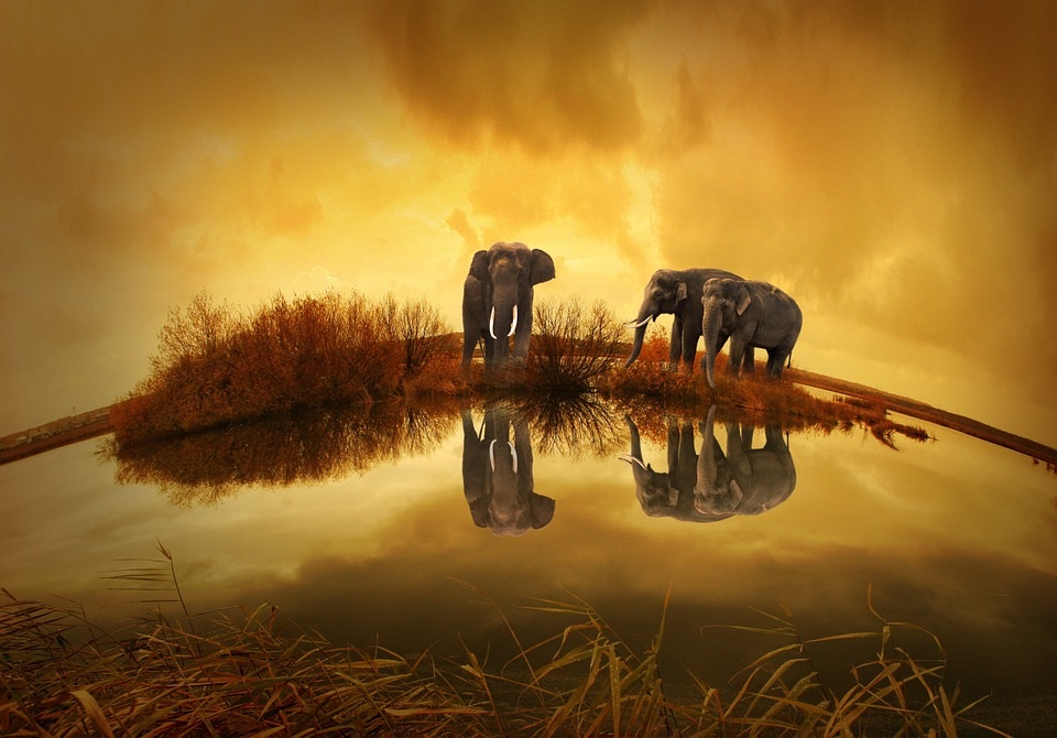 Free Elephant Thailand Wallpaper Photo