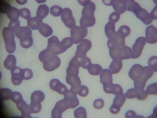 MEU ANIMAL DE ESTIMAÇÃO COM SAÚDE E NÓS TAMBÉM: EXAME DE SANGUE ...