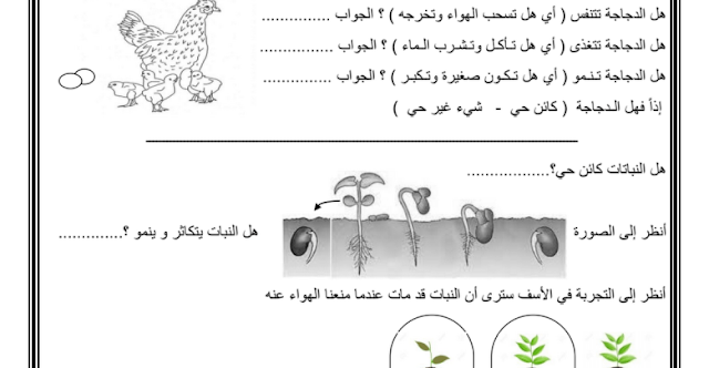 ورقة عمل درس النباتات كائنات حية علوم فصل أول صف أول