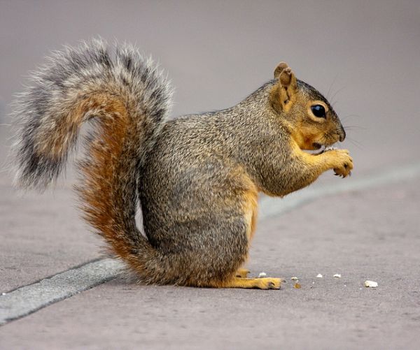 CAROLINA NATURALLY 10 Surprisingly Dangerous Animals