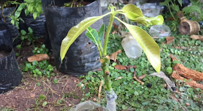 เทคนิคการเสียบยอดมะม่วงในหน้าฝน นำยอดมะม่วงน้ำดอกไม้ไปเสียบบนต้นตอมะม่วงแก้ว 29 วันแทงยอด..