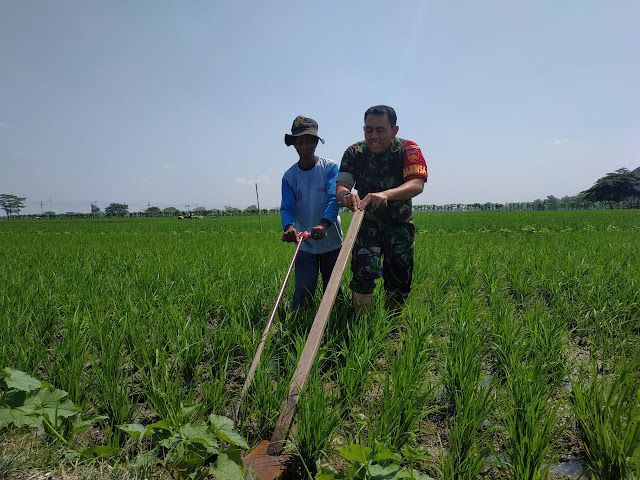 Bentuk Kemanunggalan TNI, Babinsa Karangtengah Bantu Petani Nglandak
