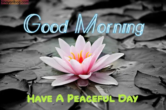Good Morning With Flowers Images Good Morning With Flowers Images
