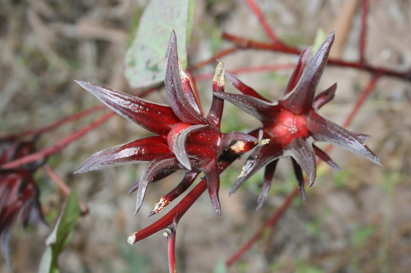 Balm Mint Bush Prostanthera Melissifolia Research Earth To Kathy