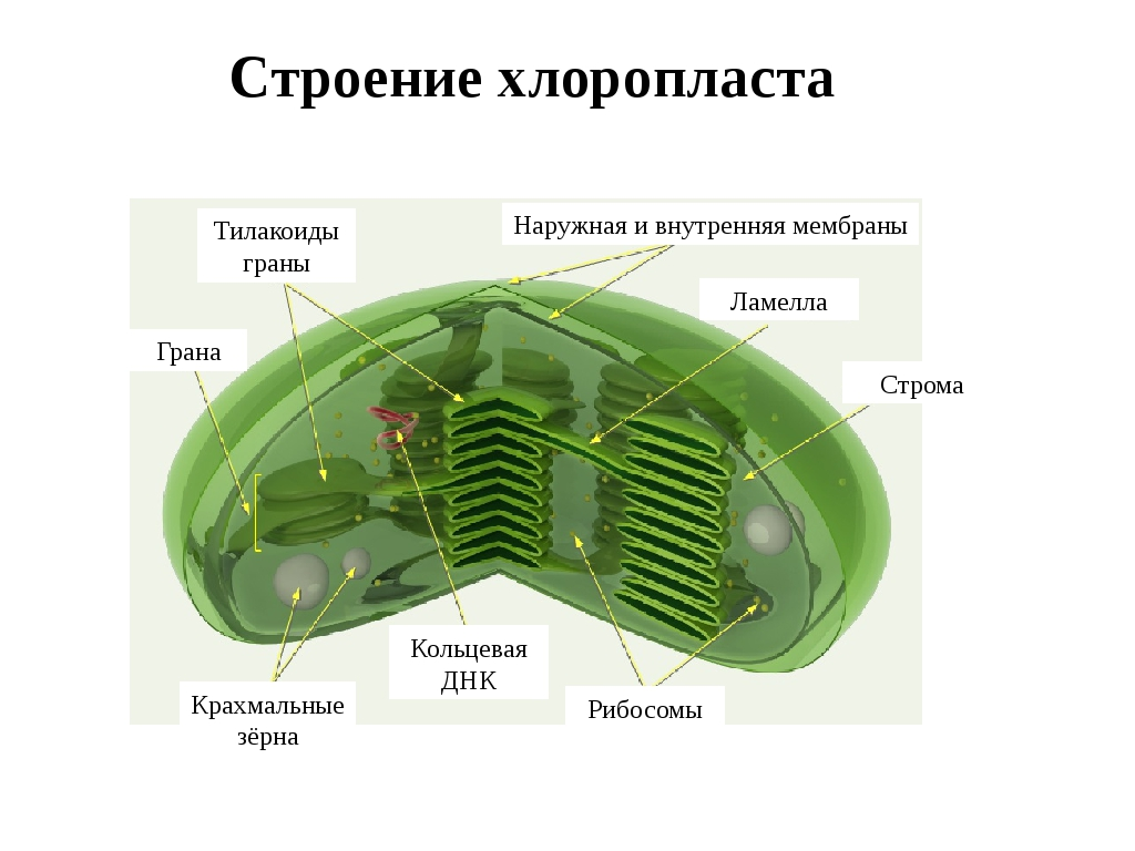 Структура клетки с двумя мембранами. Хлоропласты Строма тилакоиды граны. Строение клетки хлоропласты. Строение хлоропласта ЕГЭ биология. Строение хлоропласта Ламелла.