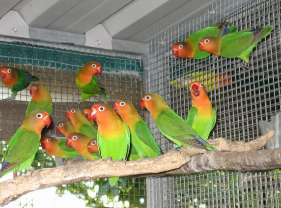 Daftar Harga Burung Lovebird Di Pasaran November 2019