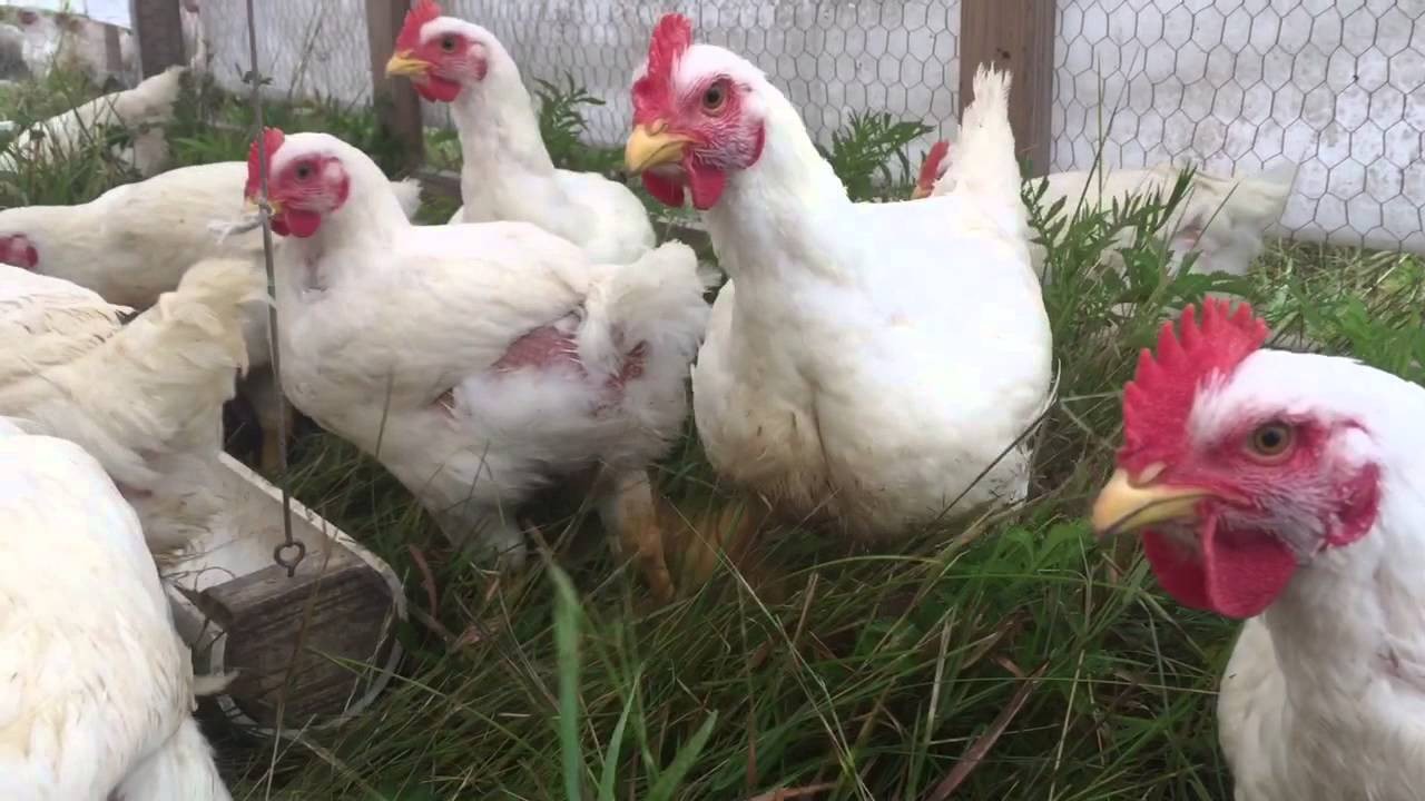Restoration News Broiler Chickens