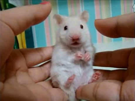 Dreamy Eye Cuteness Blog: White Mouse Shocking Expression Video