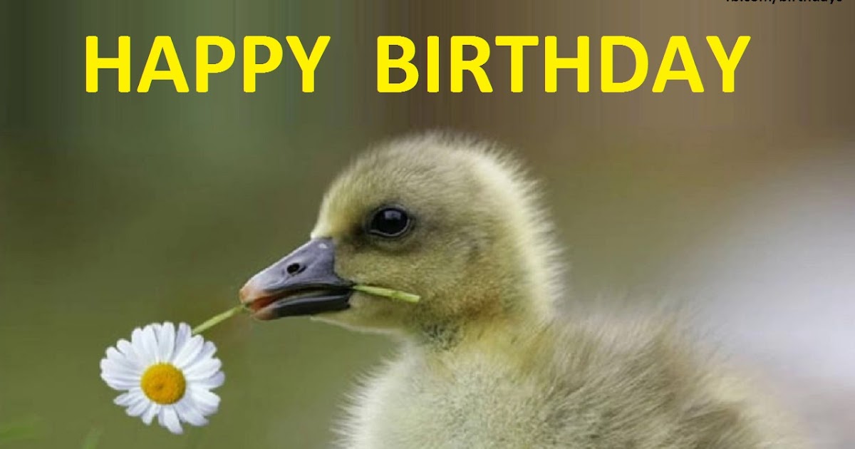 Cute duckling, birthday greeting card