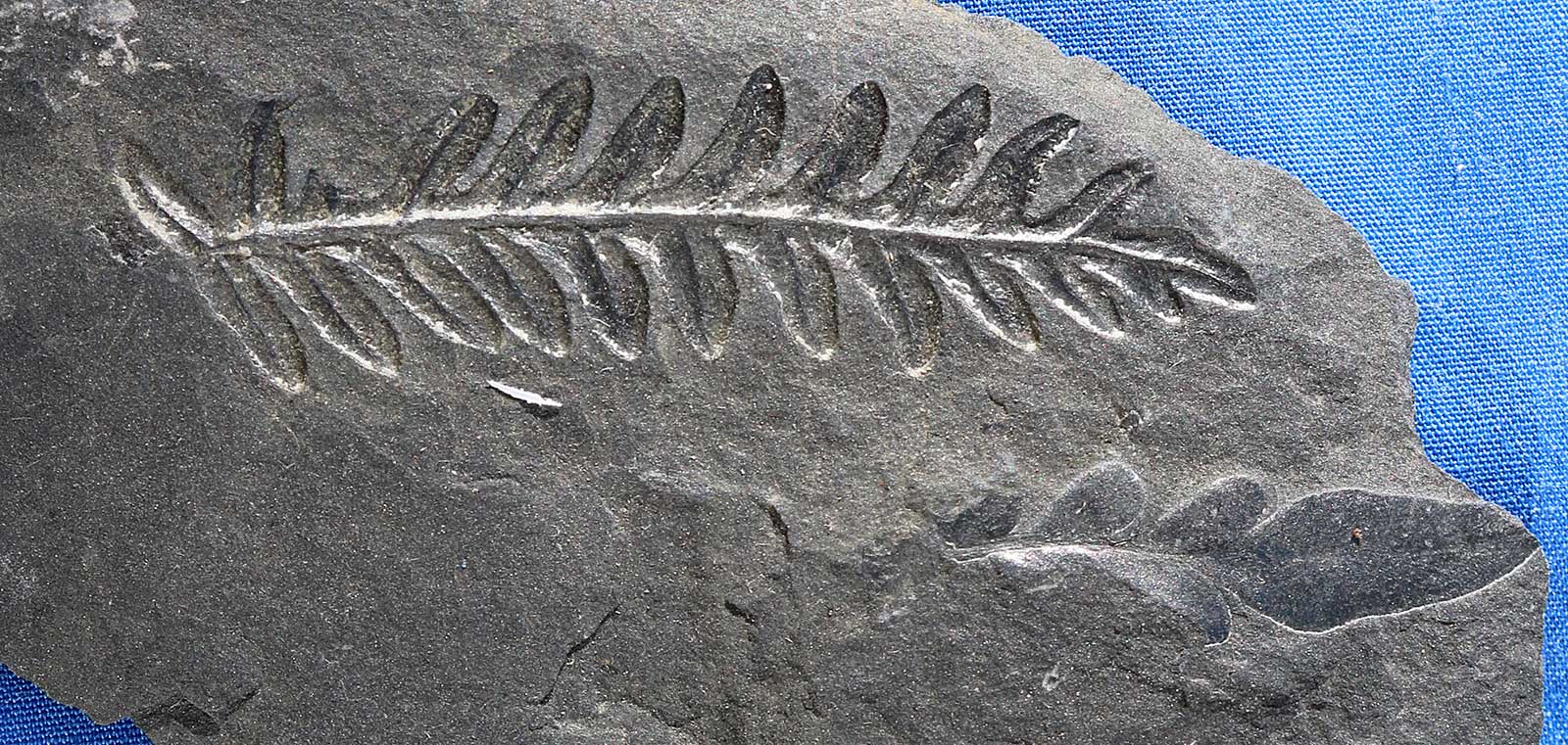 Plant Fossils