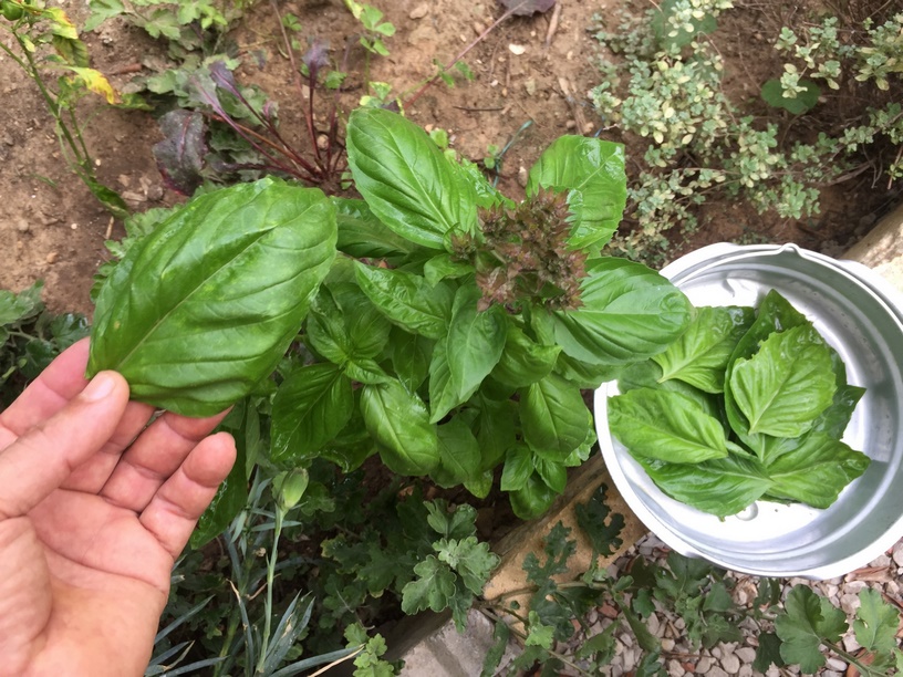 How to Transplant Basil Seedlings