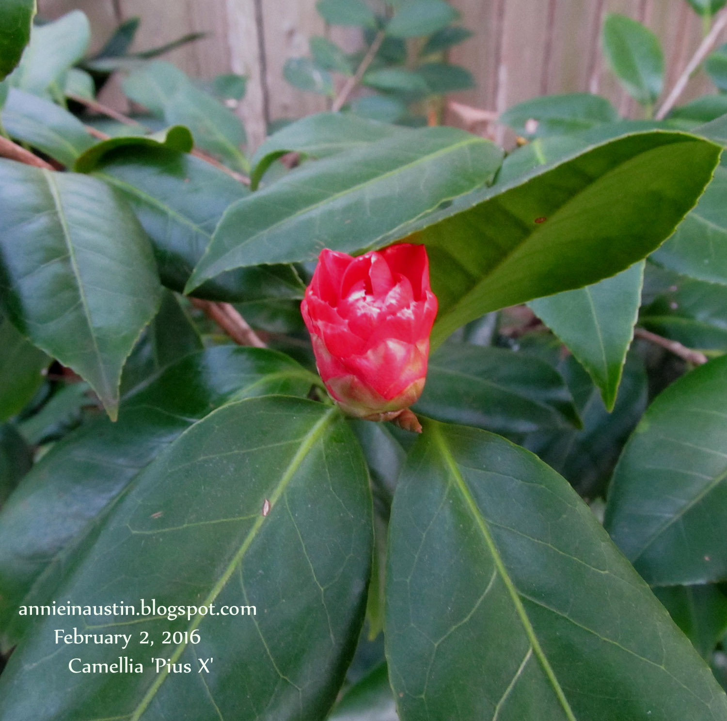 Its Raining Red Bats In Texas