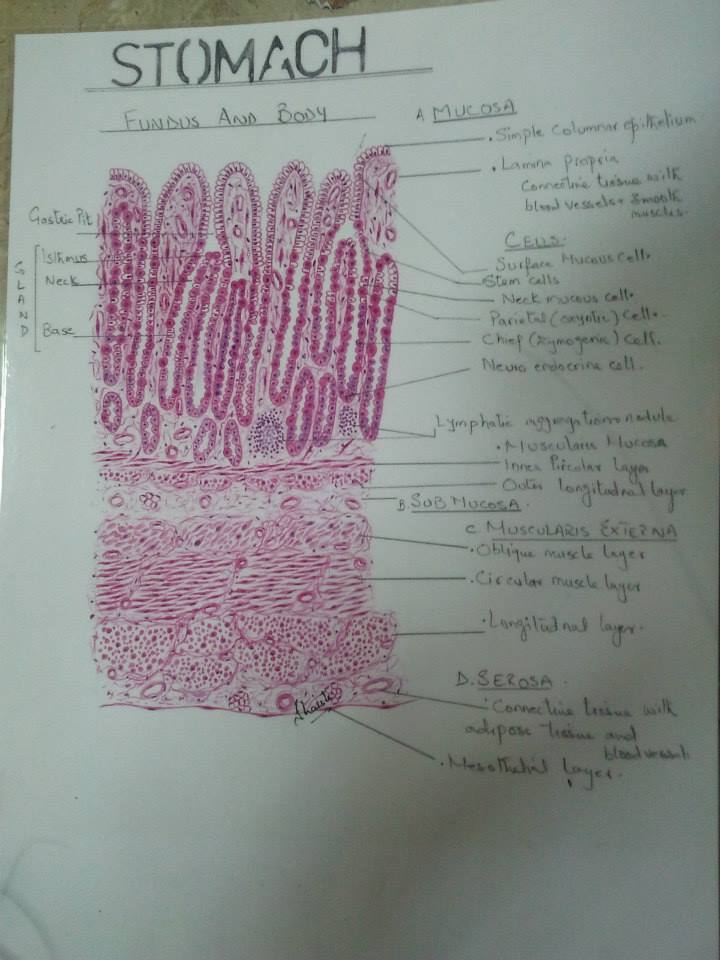 Histology Handmade Diagrams Cards for 2nd Year MBBS diagram kidney and bladder 