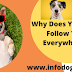 Why Does Your Dog Follow You Everywhere? Why Does Your Dog Follow You Everywhere?