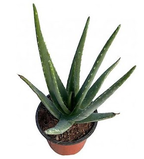 aloe vera