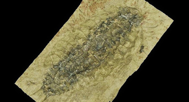 Fossil research shows woodlice cousins roamed Ireland 360 million years ago