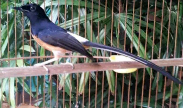 √ Cara Merawat Murai Batu Gagal Mabung Agar Cepat Tuntas