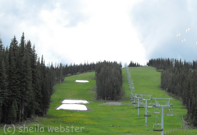 The summer brings out the deer to enjoy the green grass below the chairlift.