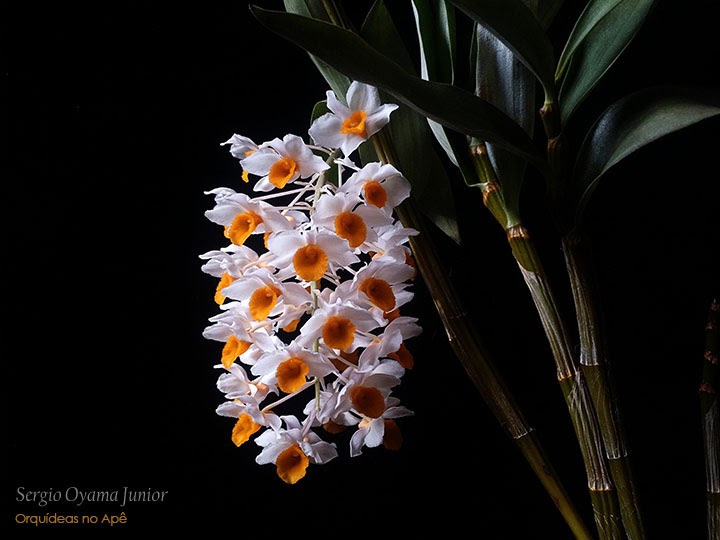 Orquídeas no Apê: Orquídea Dendrobium thyrsiflorum