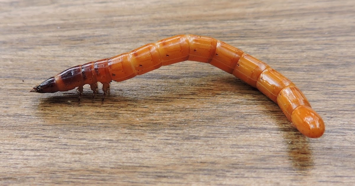 Springfield Plateau Wireworms