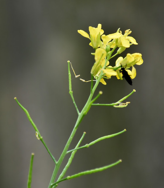 Mustard flowers and young pods- with insect
