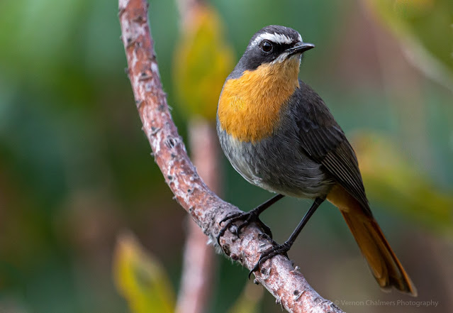 Cape Robin-Chat -  Kirstenbosch National Botanical Garden Bird Species Index