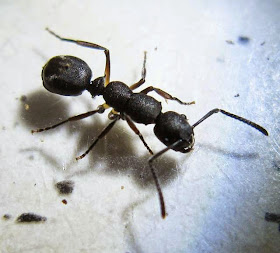 Echinopla ant