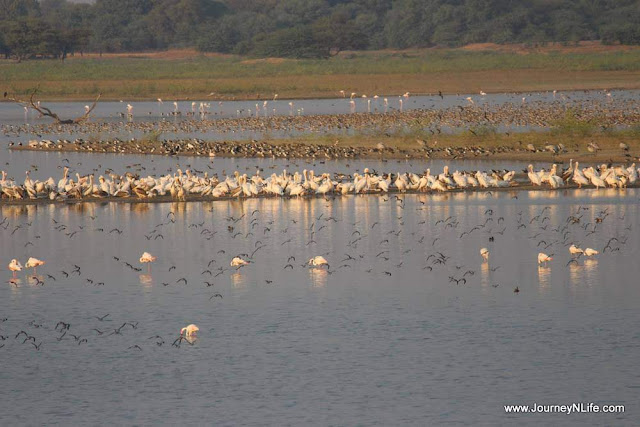 Thol Lake Bird Sanctuary - A birding paradise