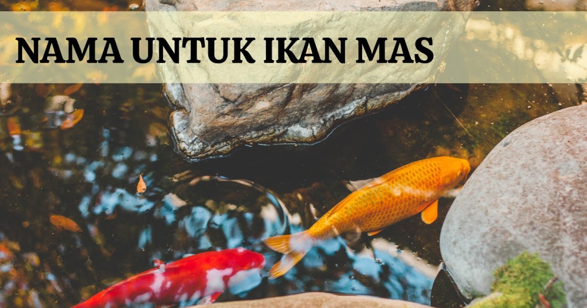 100 Nama Ikan Mas Yang Bagus Dan Lucu Lengkap Dengan 100 Nama Ikan Mas Yang Bagus Dan Lucu Lengkap Dengan