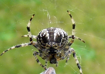 spider