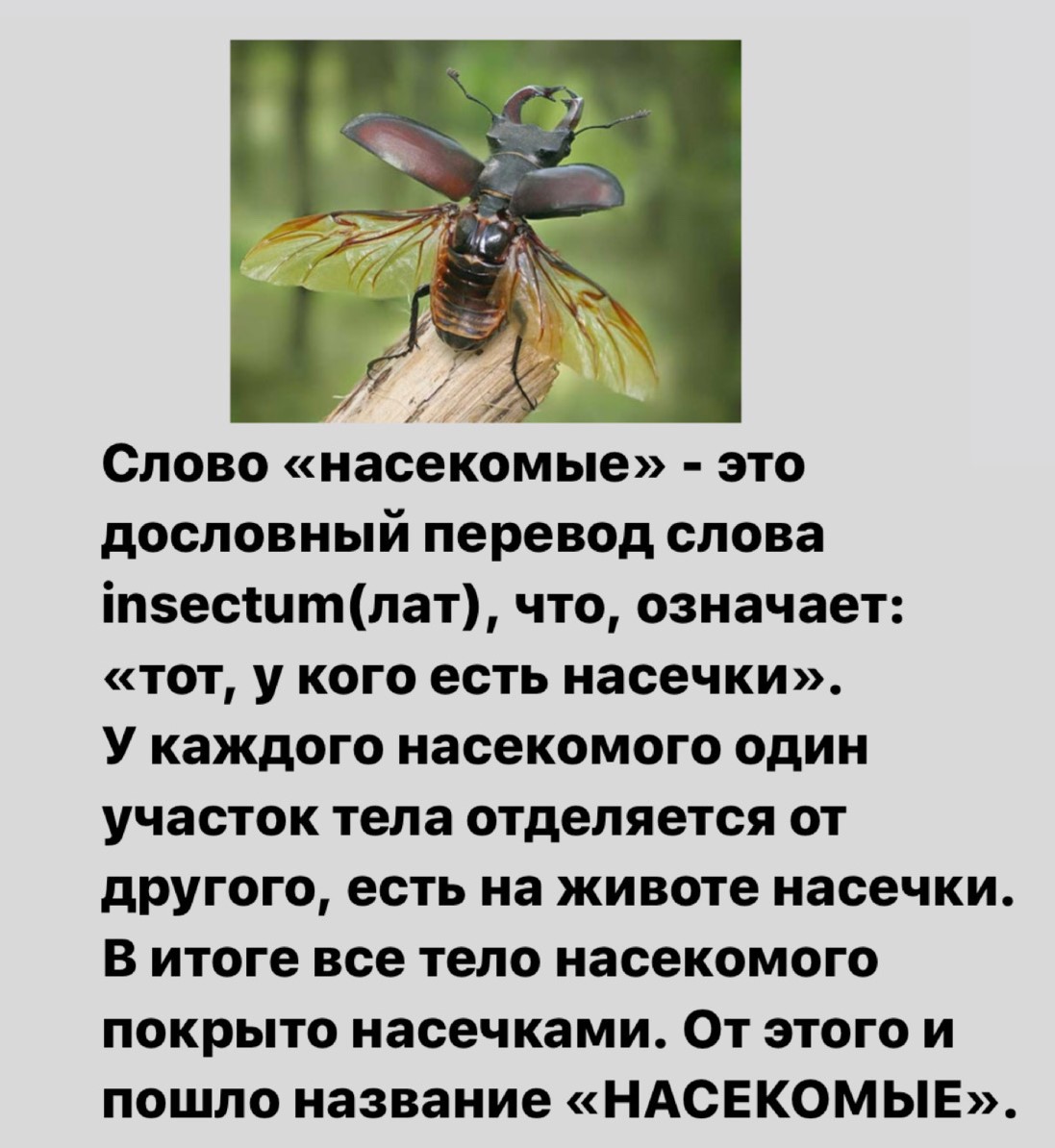Почему этих животных называют насекомыми