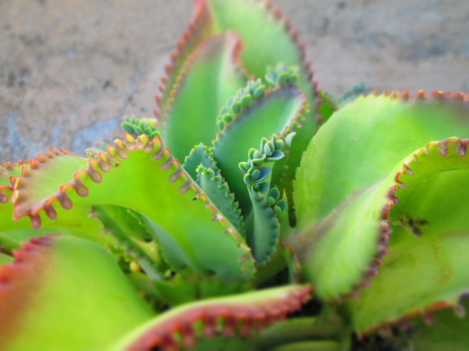 photoshoot-cocor-bebek-kalanchoe-pinnata-monice-and-family