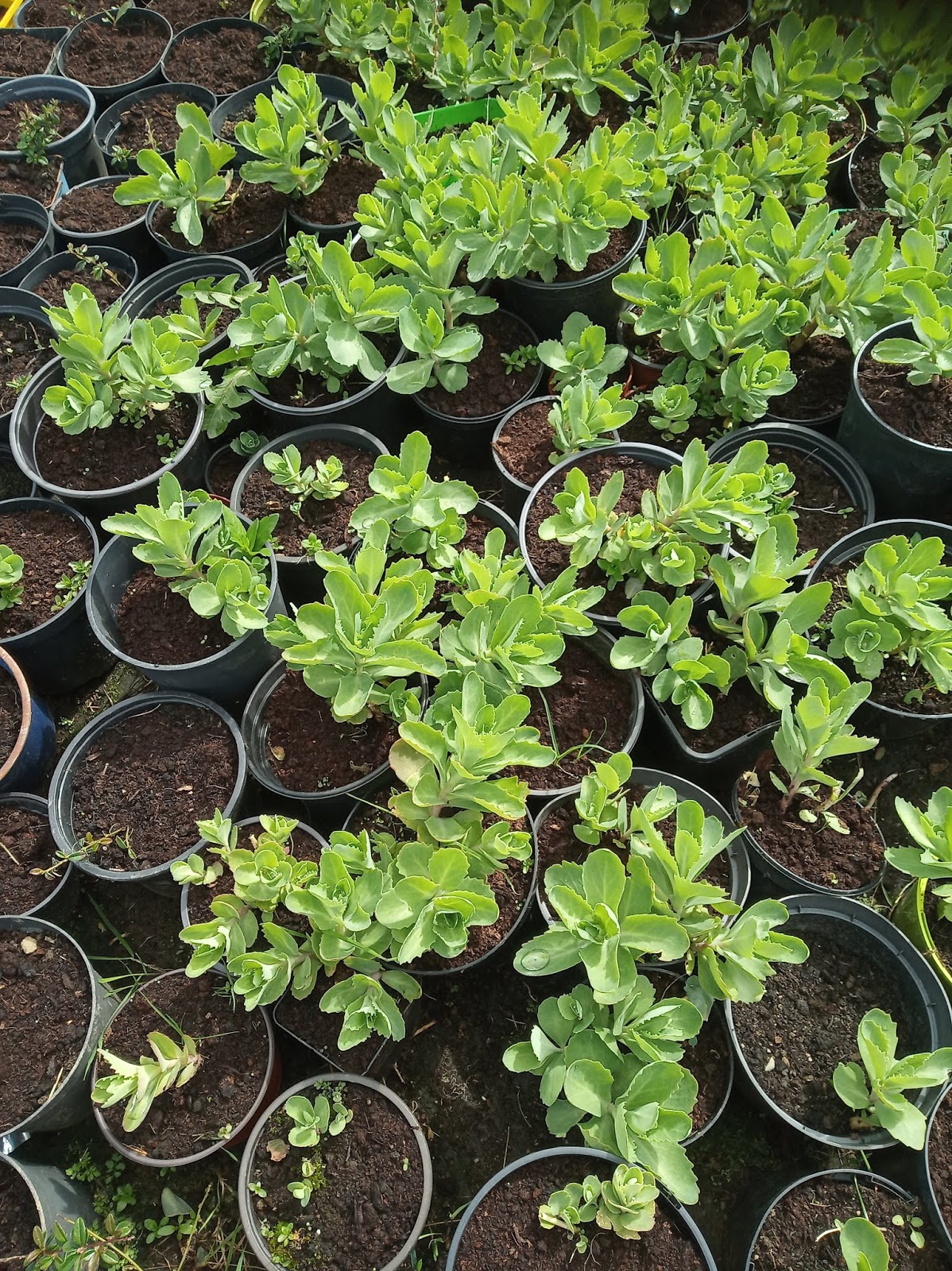 NORTHSIDER Dead Easy Perennials Cuttings To Make.