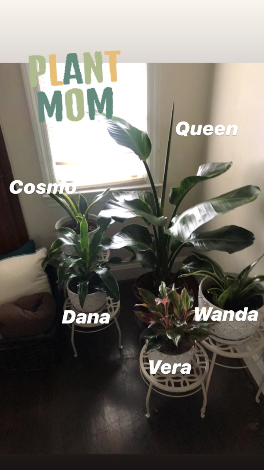 Officially a Plant Mom!