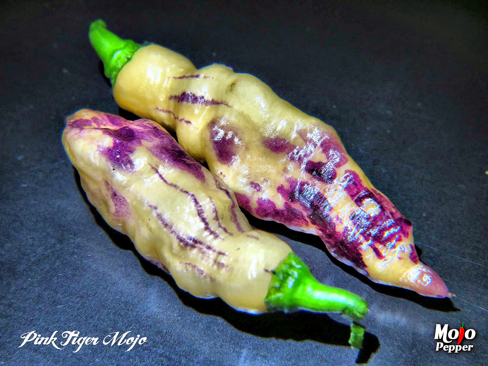 The Mojo Pepper Just a Chili Pepper grower Pimenta Pink Tiger 2013