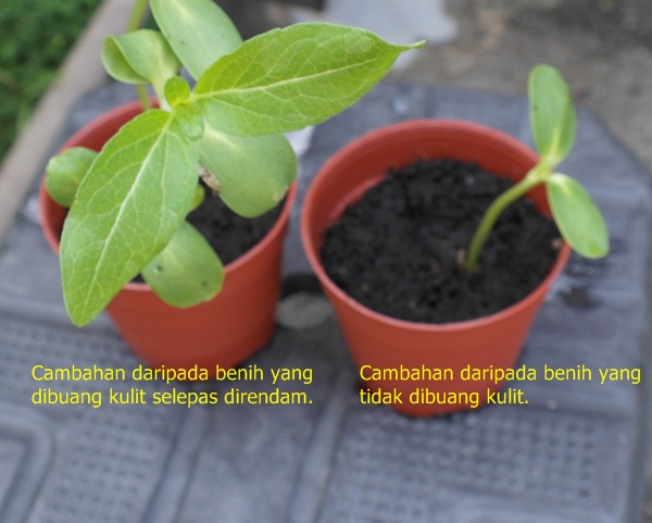 Kebun Saiful 3 Cara Menanam Cili Part 2 Penyemaian Biji Benih