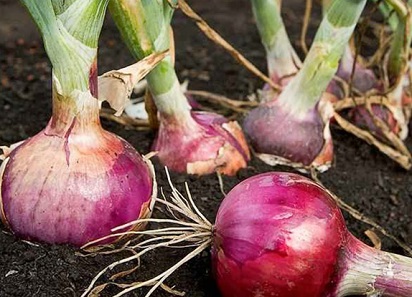 Tanaman Cepat Panen Dan Mahal Yang Tidak Gampang Mati