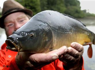 معلومات عن سمكة الشبوط